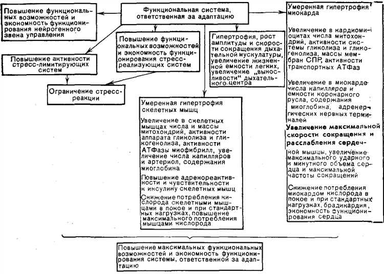 Виды физических нагрузок и их влияние на адаптацию