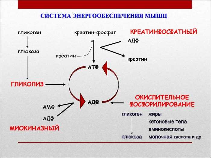 Энергообеспечение физических нагрузок и его влияние на организм — почему восстановление энергии важно и какие методы помогают сохранять высокую энергетическую активность