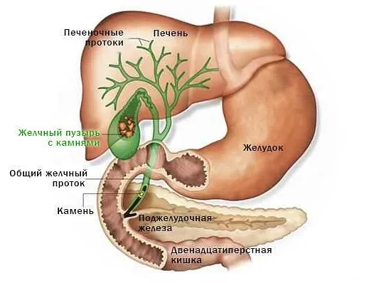 Как физические нагрузки влияют на желчный пузырь — советы и рекомендации для поддержания его здоровья