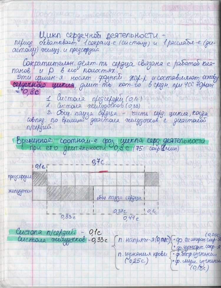 Физические нагрузки и сердечный цикл — основные этапы и принципы для здоровья и фитнеса