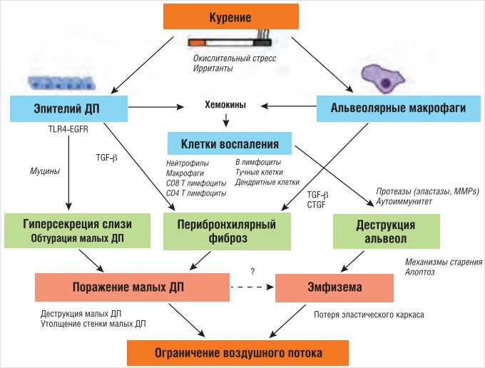 Терапия Хобл