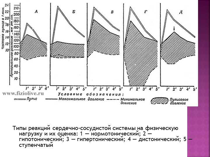 Реакция организма на физическую нагрузку: основные типы и их характеристики