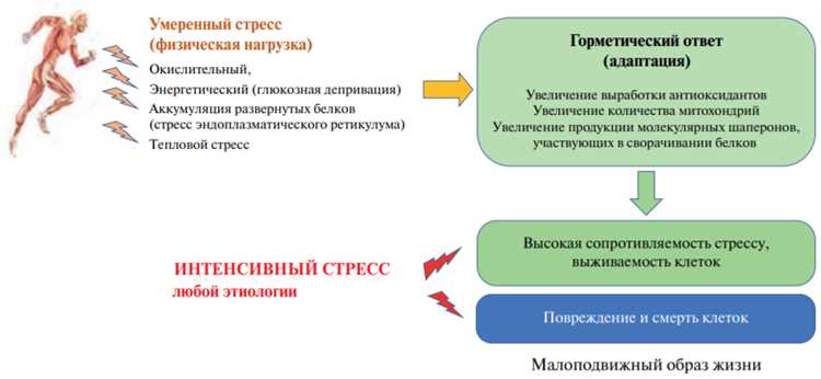 Влияние аденозинтрифосфата на организм при физической активности — исследование эффектов ускоренного обмена энергии и оптимизации физической выносливости